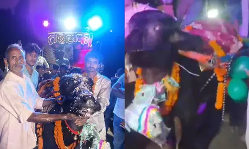Uttar Pradesh में ग्रामीणों ने 2 साल के भैंसे का जन्मदिन मनाया Uttar Pradesh में ग्रामीणों ने 2 साल के भैंसे का जन्मदिन मनाया