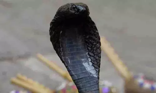 सांप के काटने पर व्यक्ति ने काटा पलटवार, दोनों की मौत से गांव में दहशत