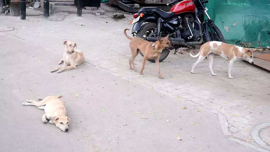 आवारा कुत्तों को हटाने का आदेश: शैक्षणिक संस्थानों, अस्पतालों के लिए दिशानिर्देश आवारा कुत्तों को हटाने का आदेश: शैक्षणिक संस्थानों, अस्पतालों के लिए दिशानिर्देश