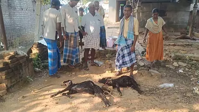 आवारा कुत्तों ने 6 भेड़ों को मार डाला: आवारा कुत्तों के हमले दिन-ब-दिन बढ़ते जा रहे हैं आवारा कुत्तों ने 6 भेड़ों को मार डाला: आवारा कुत्तों के हमले दिन-ब-दिन बढ़ते जा रहे हैं