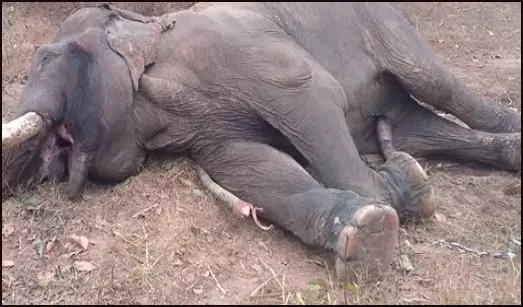 करेंट से हाथी की मौत, अब तक 10 आरोपियों की गिरफ्तारी करेंट से हाथी की मौत, अब तक 10 आरोपियों की गिरफ्तारी