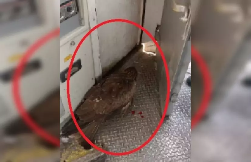 वो पल...जब ट्रेन का कांच टूटा! यात्रियों की सांसे अटकी वो पल...जब ट्रेन का कांच टूटा! यात्रियों की सांसे अटकी