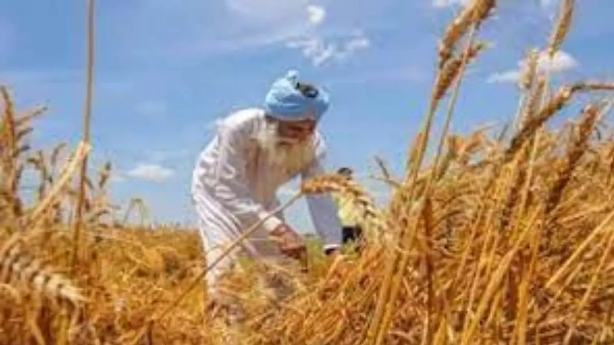 Auraiya: रबी सीजन में बीजशोधन पर जोर, किसानों को दी सलाह Auraiya: रबी सीजन में बीजशोधन पर जोर, किसानों को दी सलाह