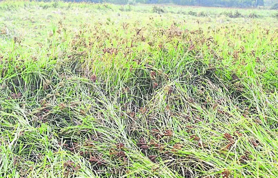 भारी बारिश; किसान अपनी बाजरा की फसल बचाने के लिए संघर्ष कर रहे है भारी बारिश; किसान अपनी बाजरा की फसल बचाने के लिए संघर्ष कर रहे है