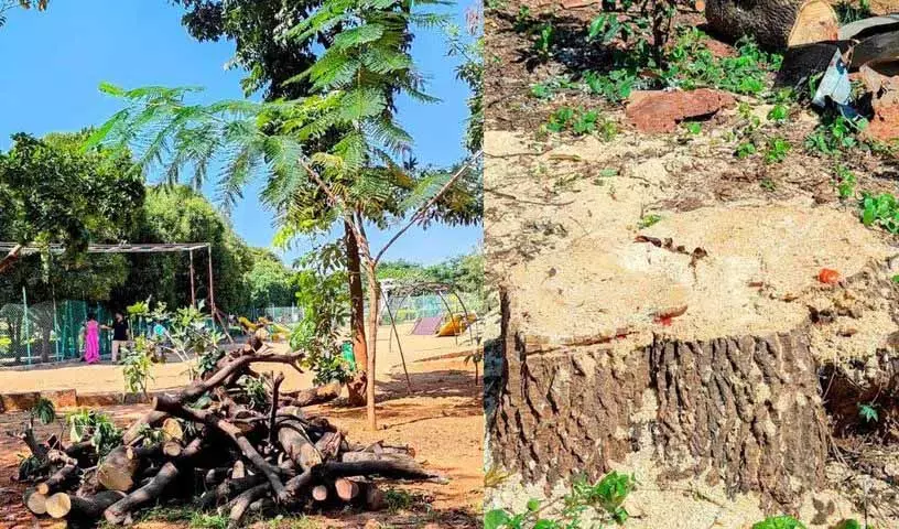 Krishna Kant Park में दशकों पुराना पेड़ काटे जाने से राहगीरों में आक्रोश Krishna Kant Park में दशकों पुराना पेड़ काटे जाने से राहगीरों में आक्रोश