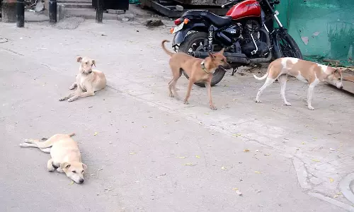 आवारा कुत्तों को हटाने का आदेश: शैक्षणिक संस्थानों, अस्पतालों के लिए दिशानिर्देश