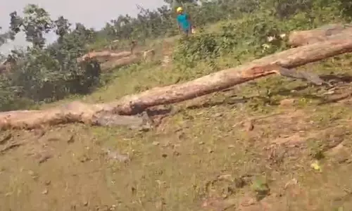 पीईकेबी खदान परियोजना के लिए की जा रही पेड़ों की कटाई, ग्रामीणों में आक्रोश