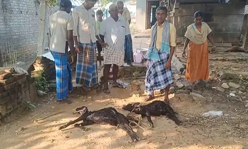 आवारा कुत्तों ने 6 भेड़ों को मार डाला: आवारा कुत्तों के हमले दिन-ब-दिन बढ़ते जा रहे हैं