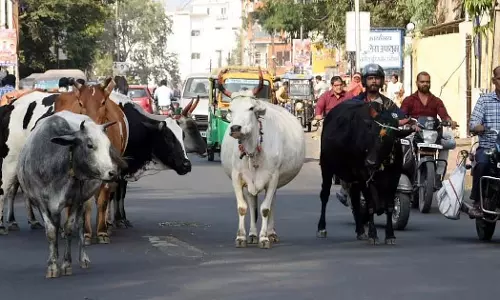 MP : स्वावलंबी गौशाला योजना के तहत मामूली बदलावों के साथ नया टेंडर MP : स्वावलंबी गौशाला योजना के तहत मामूली बदलावों के साथ नया टेंडर