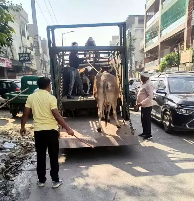 Faridabad: गौशाला में पहुंचे निगम द्वारा पकड़े गए 25 गौवंश