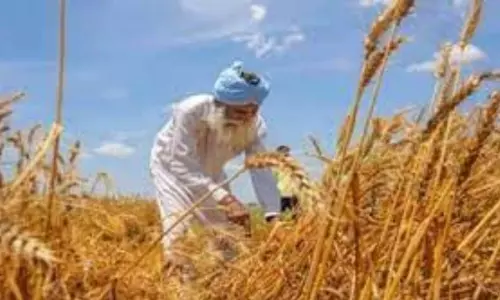 Auraiya: रबी सीजन में बीजशोधन पर जोर, किसानों को दी सलाह