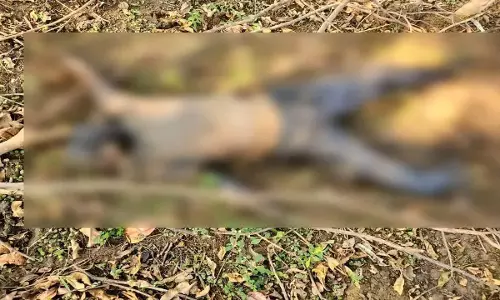नवा रायपुर में कर्मचारी की हत्या, 15 संदिग्धों से पूछताछ जारी नवा रायपुर में कर्मचारी की हत्या, 15 संदिग्धों से पूछताछ जारी