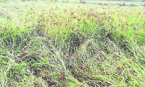 भारी बारिश; किसान अपनी बाजरा की फसल बचाने के लिए संघर्ष कर रहे है भारी बारिश; किसान अपनी बाजरा की फसल बचाने के लिए संघर्ष कर रहे है