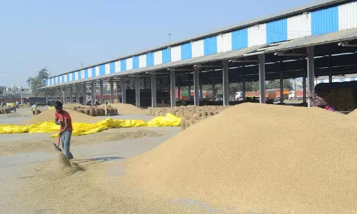 Haryana में 5 लाख मीट्रिक टन अतिरिक्त धान की आवक दर्ज