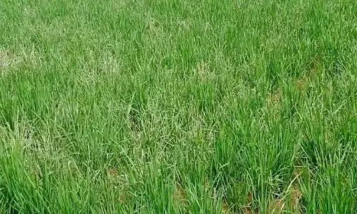 Kerala : इल्लियों ने चावल किसानों की नींद हराम कर दी