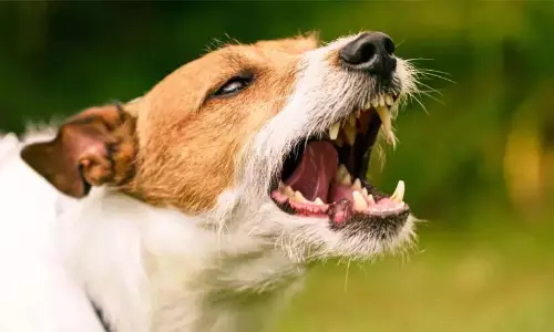 Kerala : थालिकुलम में रेबीज से संक्रमित एक आवारा कुत्ता मृत मिला Kerala : थालिकुलम में रेबीज से संक्रमित एक आवारा कुत्ता मृत मिला