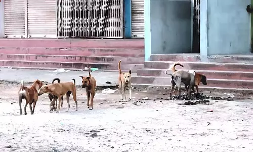 Arakera : लोग आवारा कुत्तों की परेशानी से तंग आ चुके है Arakera : लोग आवारा कुत्तों की परेशानी से तंग आ चुके है
