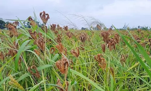 Tamil Nadu : तीन साल में 6,453 मीट्रिक टन लाल मिर्च खरीदी