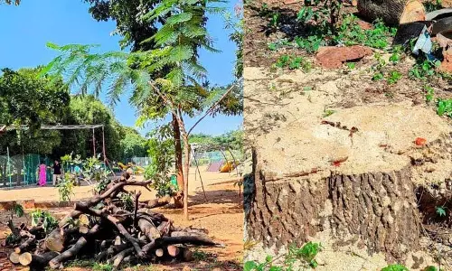 Krishna Kant Park में दशकों पुराना पेड़ काटे जाने से राहगीरों में आक्रोश Krishna Kant Park में दशकों पुराना पेड़ काटे जाने से राहगीरों में आक्रोश