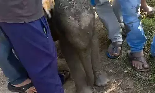 Angul में मां द्वारा छोड़े गए हाथी के बच्चे को बचाया गया