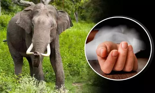 Angul में हाथी ने एक व्यक्ति को कुचलकर मार डाला