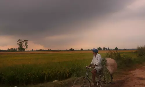 Punjab: धान की आवक 150 लाख मीट्रिक टन के करीब, 144 लाख मीट्रिक टन के पार