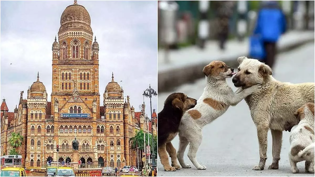 SC के आदेश के बाद BMC अधिकारियों ने कहा, शहर में 90,000 से ज़्यादा आवारा कुत्ते हैं लेकिन सिर्फ़ 8 शेल्टर हैं SC के आदेश के बाद BMC अधिकारियों ने कहा, शहर में 90,000 से ज़्यादा आवारा कुत्ते हैं लेकिन सिर्फ़ 8 शेल्टर हैं