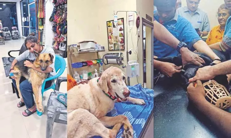 चेन्नई के एक NGO ने जरूरतमंद कुत्तों को बचाने के लिए रक्तदान को बढ़ावा दिया चेन्नई के एक NGO ने जरूरतमंद कुत्तों को बचाने के लिए रक्तदान को बढ़ावा दिया