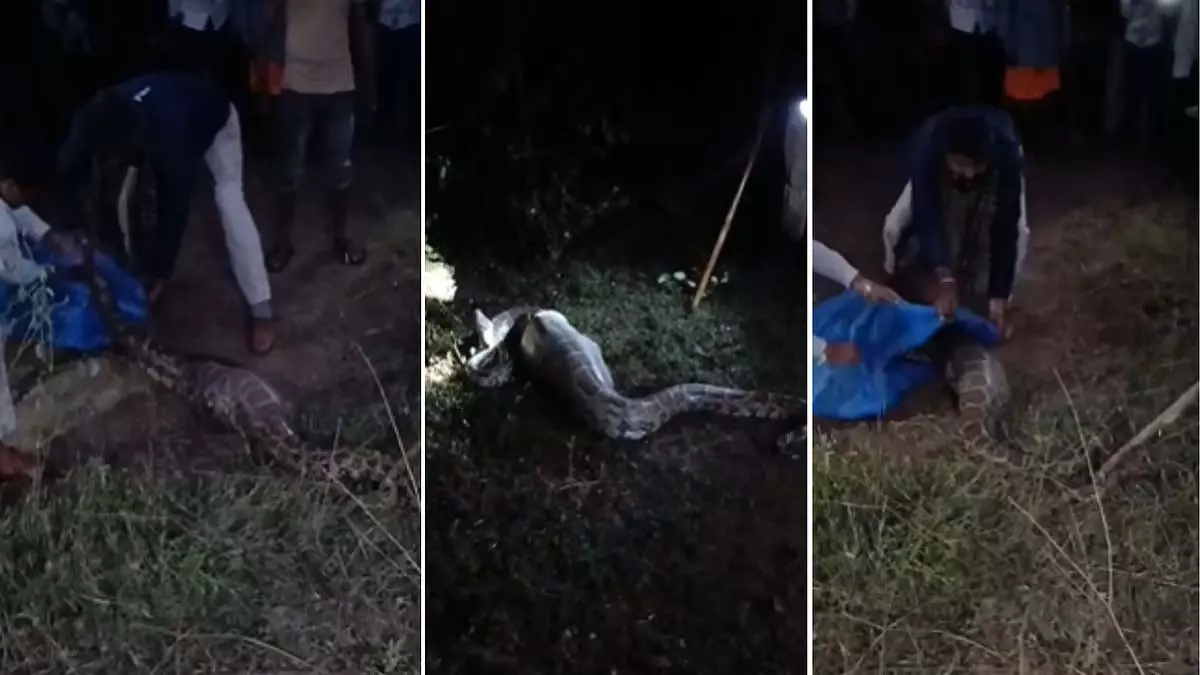 छतरपुर में 12 फीट लंबा इंडियन रॉक पायथन सुरक्षित बचाया गया; घने जंगल में छोड़ा गया छतरपुर में 12 फीट लंबा इंडियन रॉक पायथन सुरक्षित बचाया गया; घने जंगल में छोड़ा गया