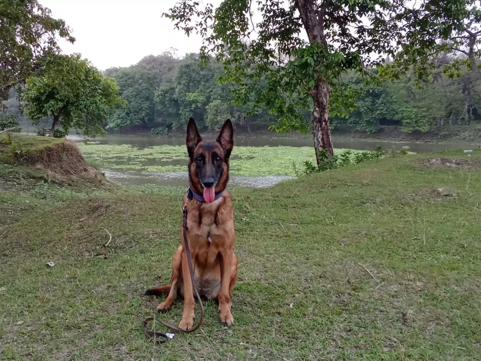 काजीरंगा राष्ट्रीय उद्यान के K9 खोजी कुत्ते जुबी का 7 साल की सेवा के बाद निधन काजीरंगा राष्ट्रीय उद्यान के K9 खोजी कुत्ते जुबी का 7 साल की सेवा के बाद निधन