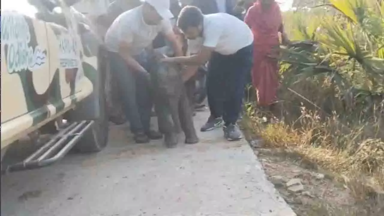 Angul: कीचड़ भरे धान के खेत में फंसे 15 दिन के हाथी के बच्चे को बचाया गया Angul: कीचड़ भरे धान के खेत में फंसे 15 दिन के हाथी के बच्चे को बचाया गया