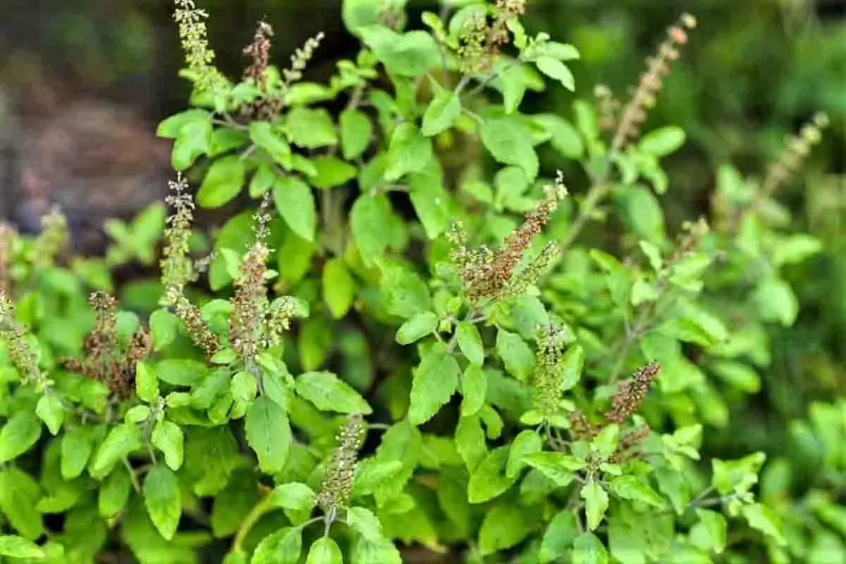 रोजाना सुबह तुलसी का पत्ता: स्वास्थ्य के लिए छोटा लेकिन असरदार उपाय रोजाना सुबह तुलसी का पत्ता: स्वास्थ्य के लिए छोटा लेकिन असरदार उपाय