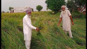 Ludhiana: खराब धान से मिल मालिक चिंतित, गुणवत्ता मानकों में ढील का इंतजार