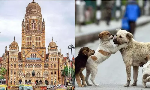 SC के आदेश के बाद BMC अधिकारियों ने कहा, शहर में 90,000 से ज़्यादा आवारा कुत्ते हैं लेकिन सिर्फ़ 8 शेल्टर हैं