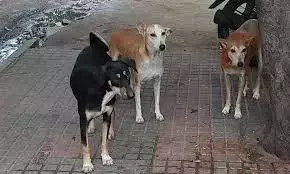 सुप्रीम कोर्ट के आदेश के बाद GHMC ने आवारा कुत्तों का स्थानांतरण शुरू किया सुप्रीम कोर्ट के आदेश के बाद GHMC ने आवारा कुत्तों का स्थानांतरण शुरू किया