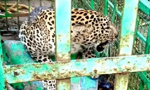 Bandipur : टाइगर रिजर्व में तेंदुए को बचाने के ऑपरेशन के दौरान फॉरेस्ट वॉचर घायल हो गया