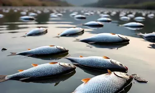 मछुआरों ने वुलर, झेलम में बड़ी संख्या में मछलियों की मौत की सूचना दी