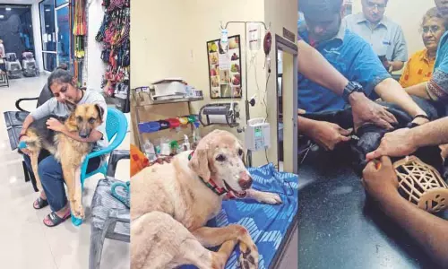 चेन्नई के एक NGO ने जरूरतमंद कुत्तों को बचाने के लिए रक्तदान को बढ़ावा दिया चेन्नई के एक NGO ने जरूरतमंद कुत्तों को बचाने के लिए रक्तदान को बढ़ावा दिया