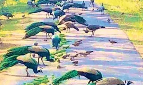 Pudukkottai में जहर से तीन मोरों की मौत Pudukkottai में जहर से तीन मोरों की मौत