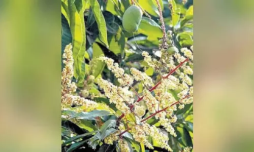 भारी बारिश से आम के पेड़ों में फूल आने में देरी हुई; फसल में देरी हुई, किसानों को कीमत गिरने का डर भारी बारिश से आम के पेड़ों में फूल आने में देरी हुई; फसल में देरी हुई, किसानों को कीमत गिरने का डर