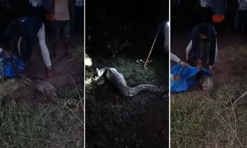 छतरपुर में 12 फीट लंबा इंडियन रॉक पायथन सुरक्षित बचाया गया; घने जंगल में छोड़ा गया