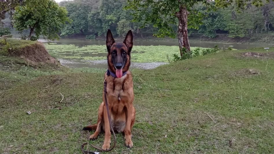 काजीरंगा के बहादुर K9 जुबी का वन्यजीवों की रक्षा में वर्षों की सेवा के बाद निधन काजीरंगा के बहादुर K9 जुबी का वन्यजीवों की रक्षा में वर्षों की सेवा के बाद निधन