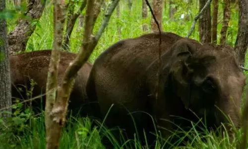 जंगली हाथियों ने फिर कुलथुमन्नी में प्रवेश किया, ग्रामीणों और वन रक्षकों की नींद उड़ी