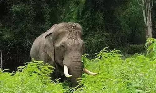 Bengaluru South: हारोबेले बांध के बैकवाटर में 2 जंगली हाथी डूब गए, उनकी मौत हो गई Bengaluru South: हारोबेले बांध के बैकवाटर में 2 जंगली हाथी डूब गए, उनकी मौत हो गई