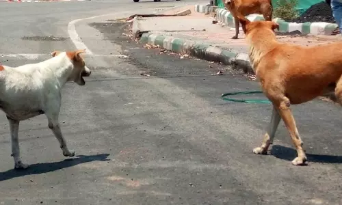 नगर निकायों ने बढ़ाया काम का समय, आवारा कुत्तों की रोकथाम पर जोर