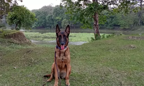 काजीरंगा राष्ट्रीय उद्यान के K9 खोजी कुत्ते जुबी का 7 साल की सेवा के बाद निधन काजीरंगा राष्ट्रीय उद्यान के K9 खोजी कुत्ते जुबी का 7 साल की सेवा के बाद निधन