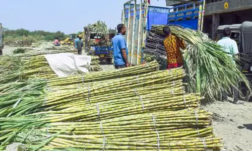 भारत में चीनी उत्पादन 2025-26 में 16% बढ़ने की उम्मीद भारत में चीनी उत्पादन 2025-26 में 16% बढ़ने की उम्मीद