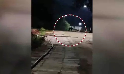 कोरापुट के सुनाबेडा में बाघ दिखने की संभावना से दहशत, ट्रैप कैमरे लगाए गए