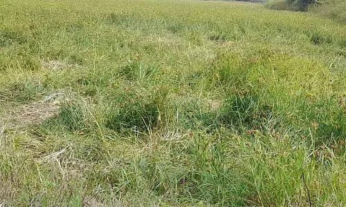जंगली हाथियों का आतंक: बाजरा और ज्वार को नुकसान