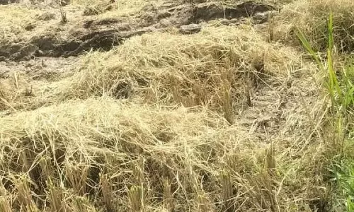 MSP के प्रति धान उत्पादकों की उदासीनता